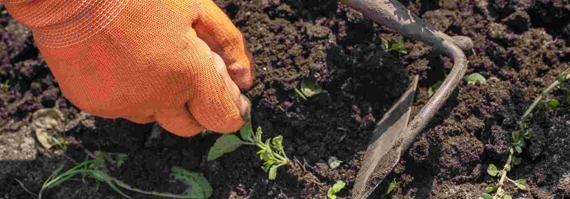 Scheinsaat oder Gründüngung: Welche Methode ist besser gegen Unkraut?