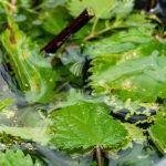 Gartenanfänger: Wie man Pflanzen natürlich und einfach düngt