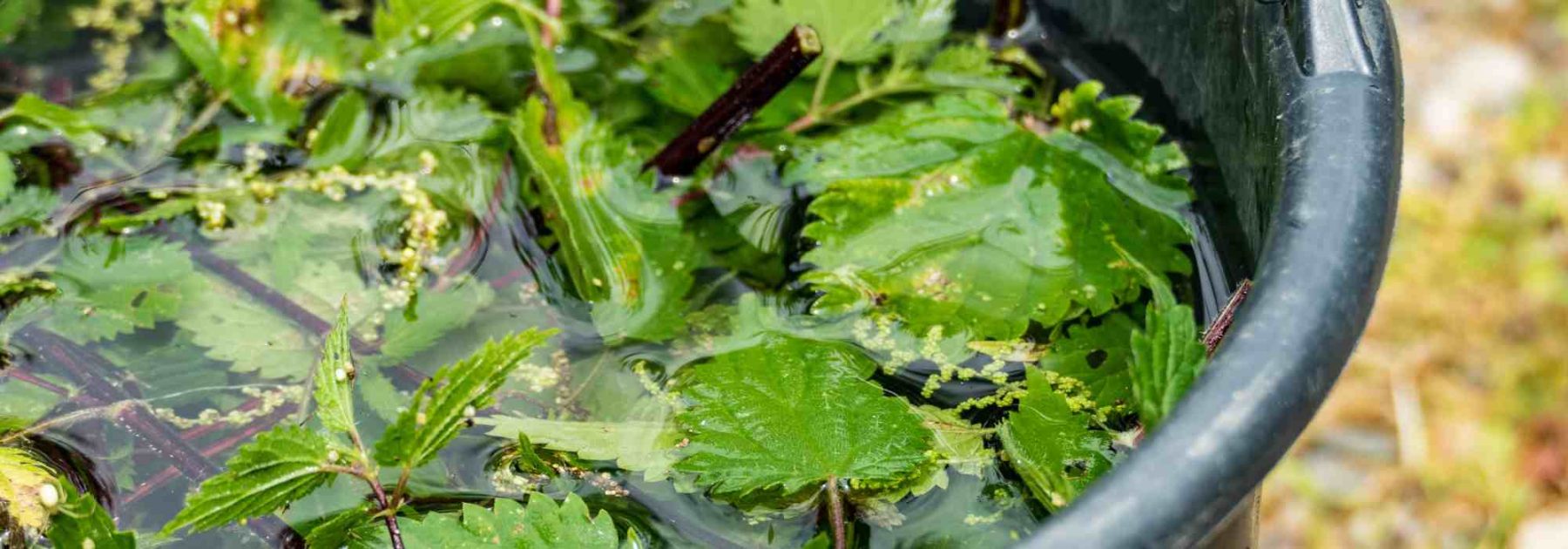 Gartenanfänger: Wie man Pflanzen natürlich und einfach düngt