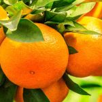 Orangenbaum: Wie erkennt und behandelt man Krankheiten und Parasiten?