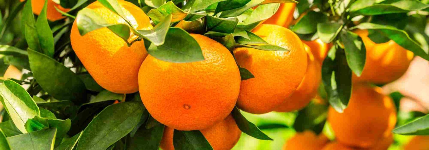 Orangenbaum: Wie erkennt und behandelt man Krankheiten und Parasiten?