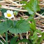 Welche Mulchdecke eignet sich für Erdbeeren?