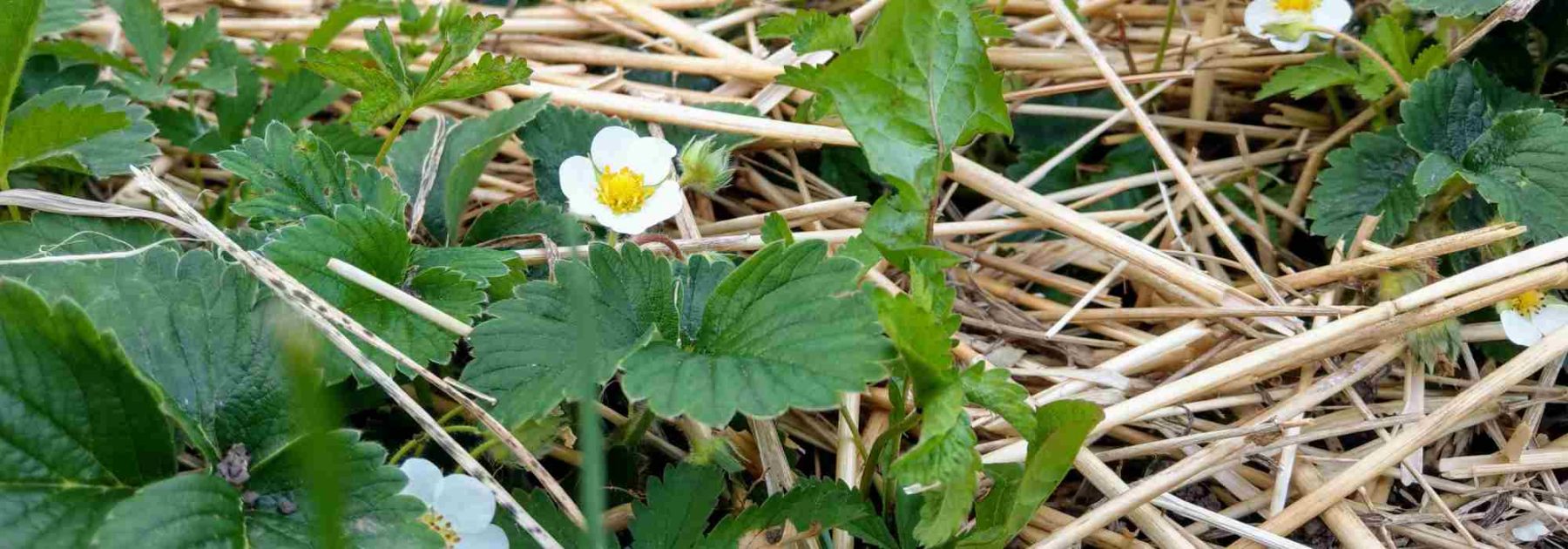 Welche Mulchdecke eignet sich für Erdbeeren?
