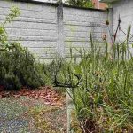 Wie man einen verwilderten Garten Schritt für Schritt wiederbelebt