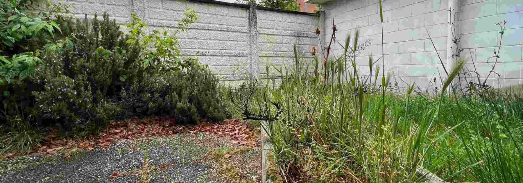 Wie man einen verwilderten Garten Schritt für Schritt wiederbelebt