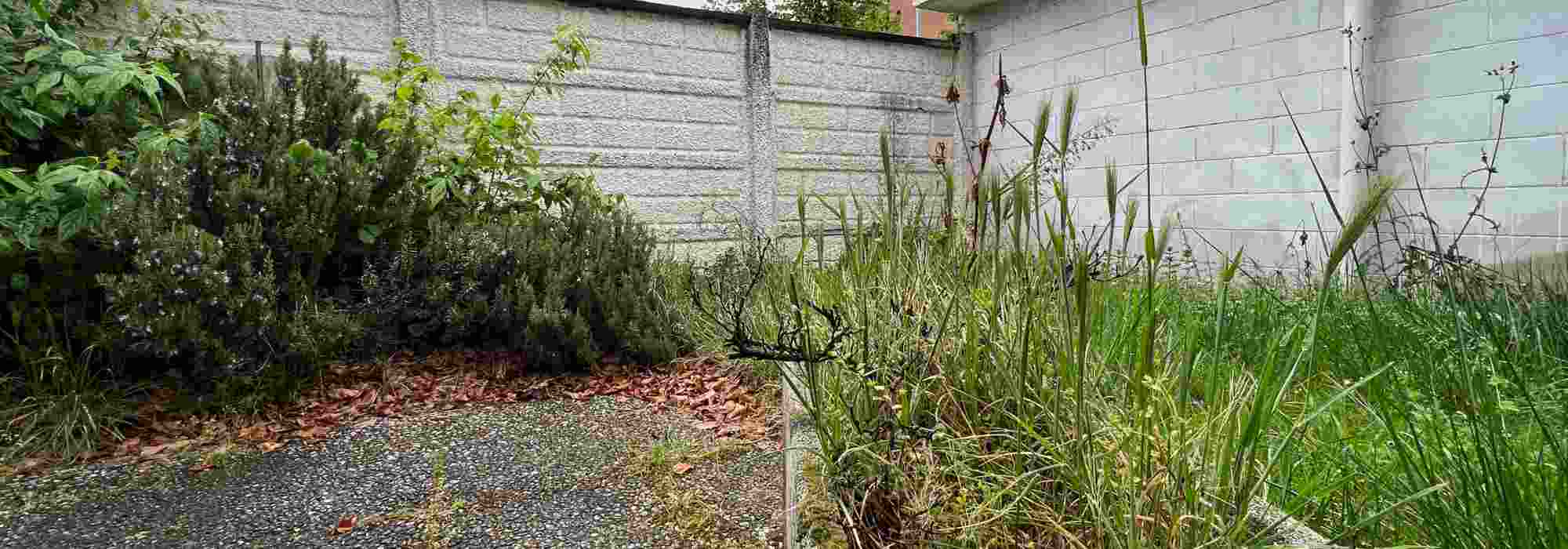 Wie man einen verwilderten Garten Schritt für Schritt wiederbelebt