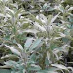 Echter Salbei: Eine Pflanze mit gesundheitlichen Vorteilen für Ihren Garten