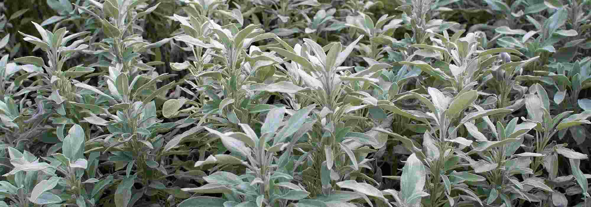 Echter Salbei: Eine Pflanze mit gesundheitlichen Vorteilen für Ihren Garten