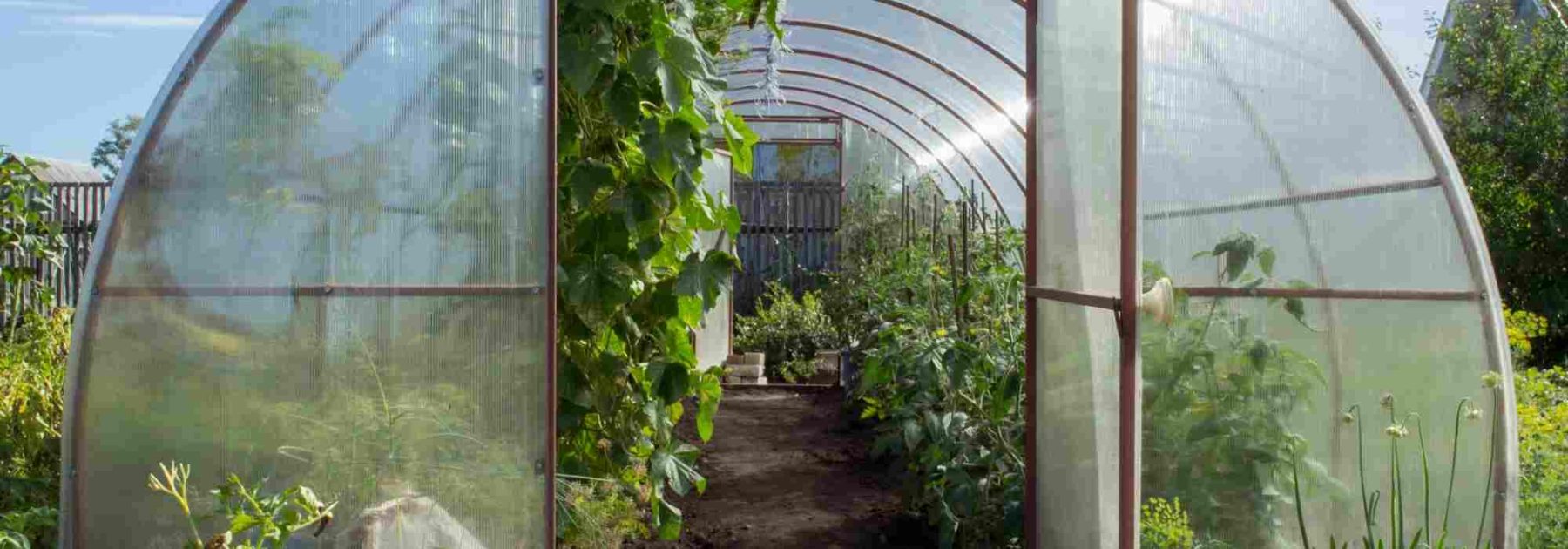 Welches Obst und Gemüse eignet sich am besten für den Anbau im Gewächshaus nach Jahreszeiten?