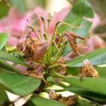Wie schneidet man Rhododendron?