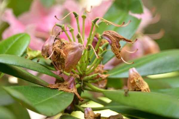Wie schneidet man Rhododendron?