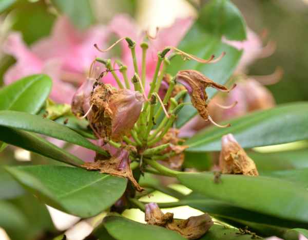 Wie schneidet man Rhododendron?
