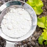 Wie verwendet man Kieselgur im Garten?