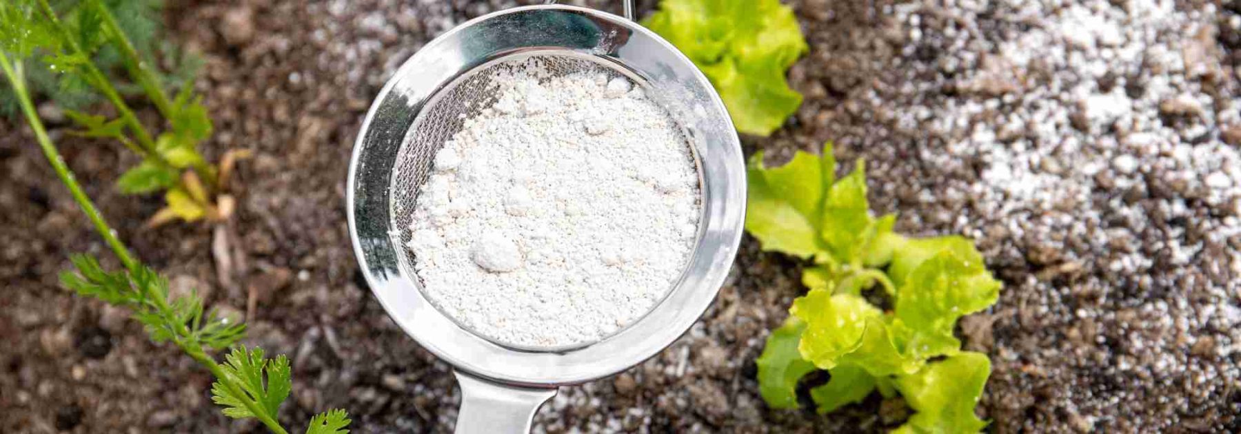Wie verwendet man Kieselgur im Garten?