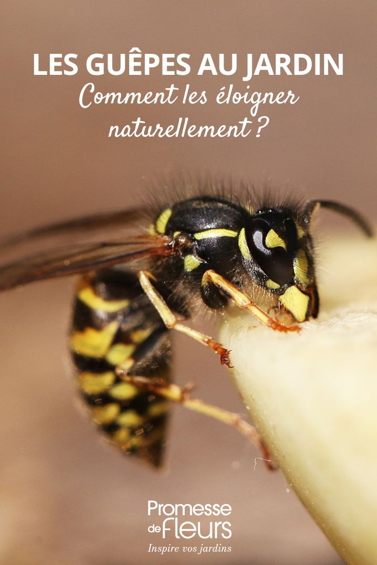 Wie man Wespen im Garten begrenzt, ohne die Artenvielfalt zu schädigen (1) Naturale Methoden zur Vertreibung von Wespen