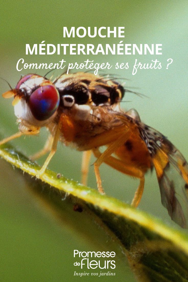 Wie man gegen die Mittelmeerfruchtfliege vorgehen kann Die Mittelmeerfruchtfliege (Ceratitis capitata)