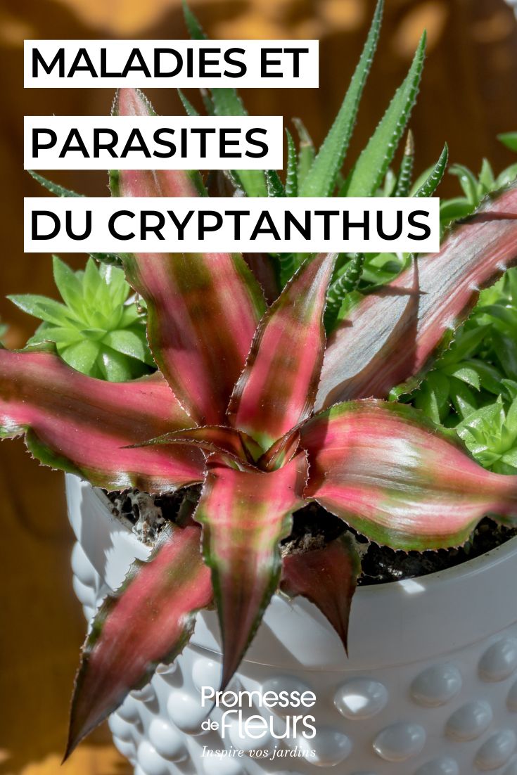 Cryptanthus Krankheiten, Schädlinge und häufige Probleme dieser Zimmerpflanze (1) Pflege des Cryptanthus