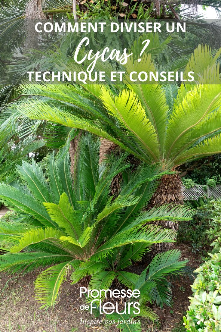 einen Cycas vermehren und teilen