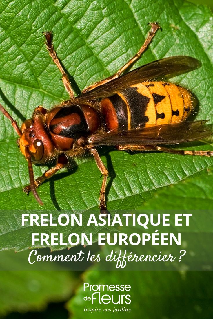 Asiatische Hornisse und Europäische Hornisse – wie unterscheidet man sie? Asiatische und europäische Hornissen unterscheiden