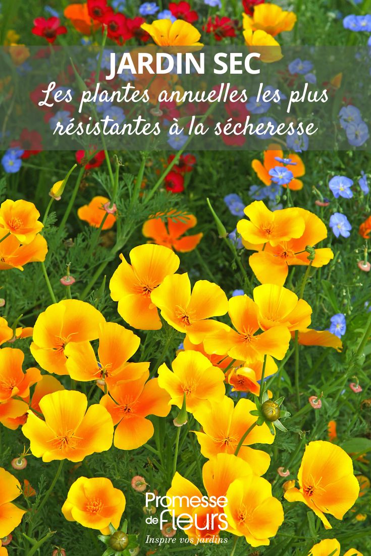 Trockengarten: Die trockenheitsresistentesten einjährigen Pflanzen Eschscholzia
