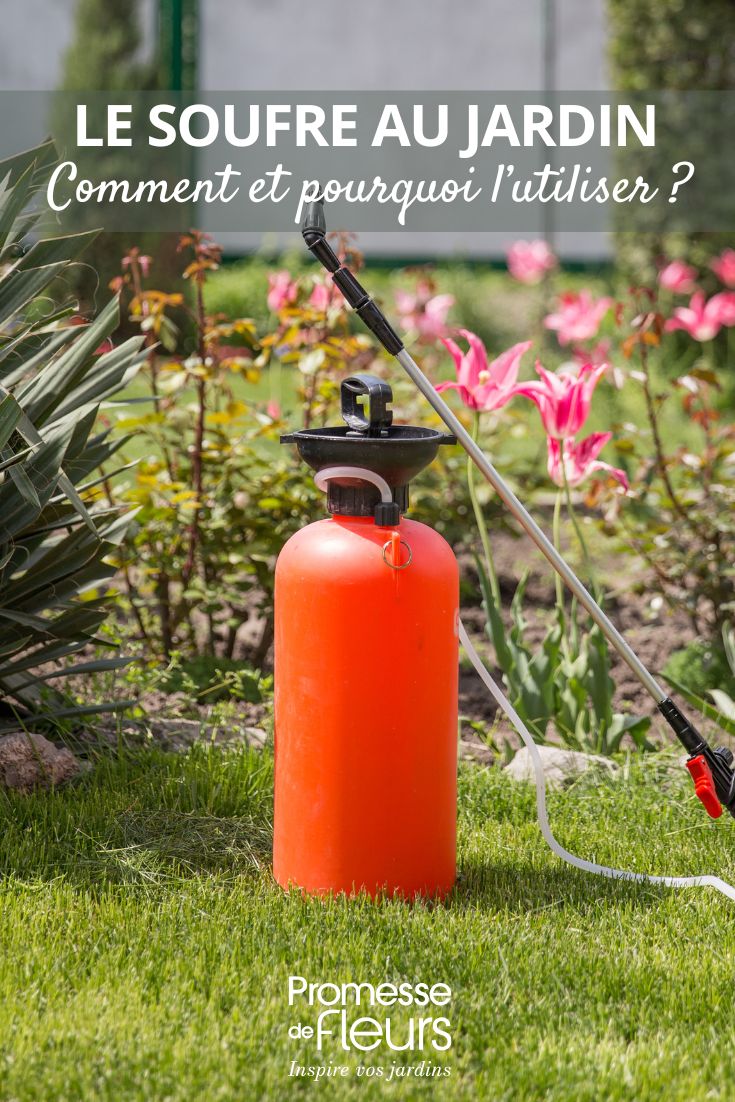 Schwefel im Garten – wie und warum man ihn einsetzt Einsatz von Schwefel im Garten