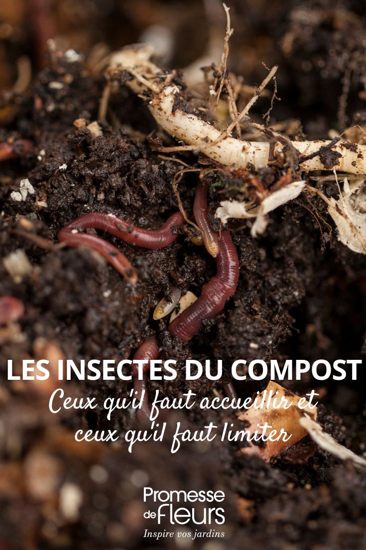 Die Insekten im Kompost: welche willkommen sind und welche man begrenzen sollte die Insekten in unserem Kompost