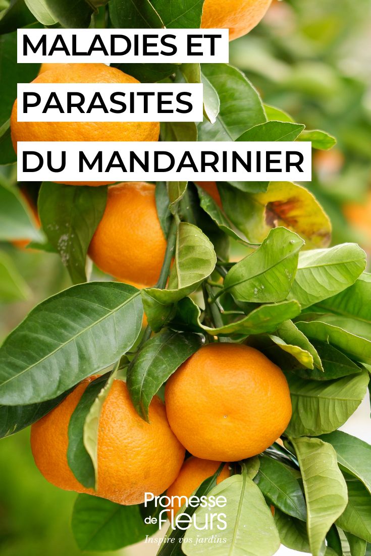 Die häufigsten Krankheiten und Schädlinge der Mandarine pflegen Sie die Mittelmeer-Mandarine