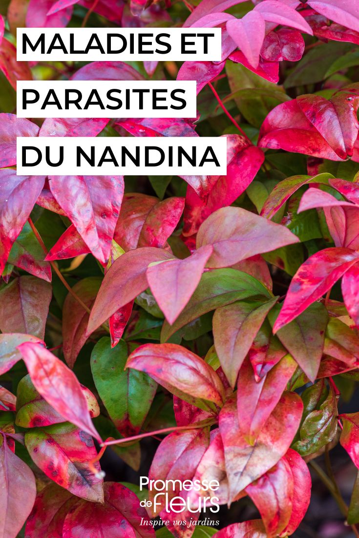Krankheiten und Schädlinge des Nandina pflegen Sie den Nandina