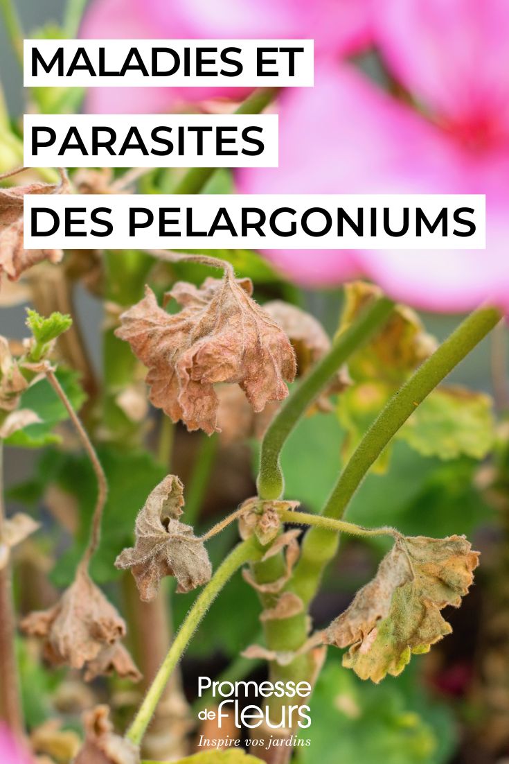 Pflege von PELARGONIEN