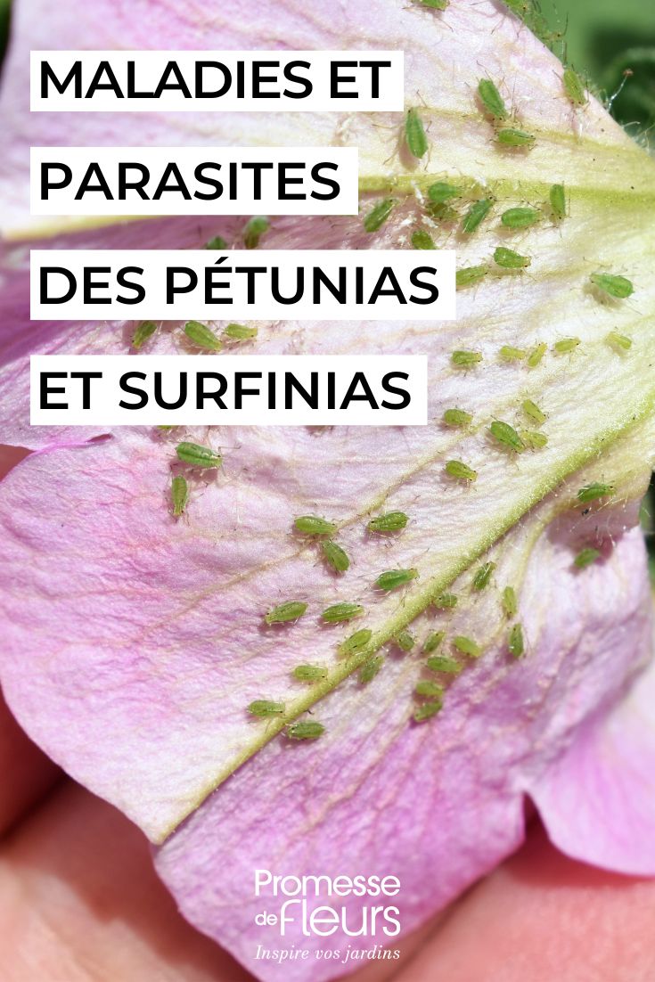 Krankheiten und Schädlinge bei Petunien und Surfinien Pflege von Petchoas und Petunien