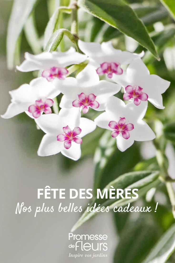 Unsere schönsten Geschenkideen zum Muttertag Hoya Porzellanblume