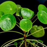 Pilea: Anbau und Pflege