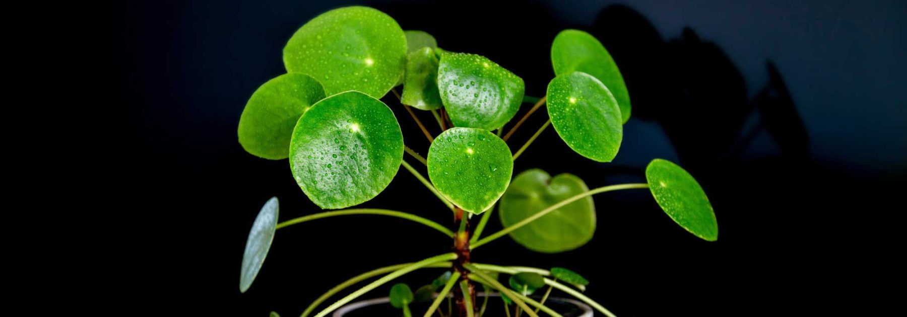 Pilea: Anbau und Pflege