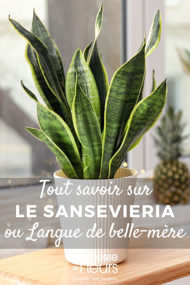 Sansevieria, Bogenhanf: Pflege und Kultivierung als Zimmerpflanze Sansevieria