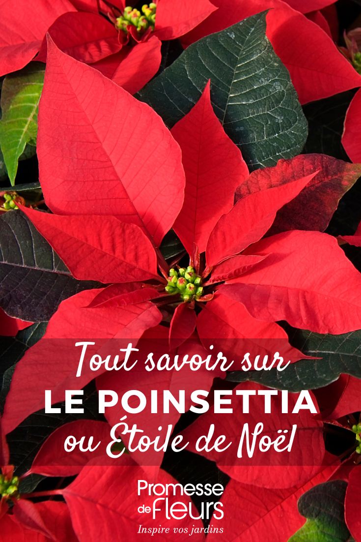 Weihnachtsstern - Poinsettia: Anbau und Pflege Weihnachtsstern