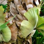 Platycerium, Geweihfarn: Pflege und Kultivierung