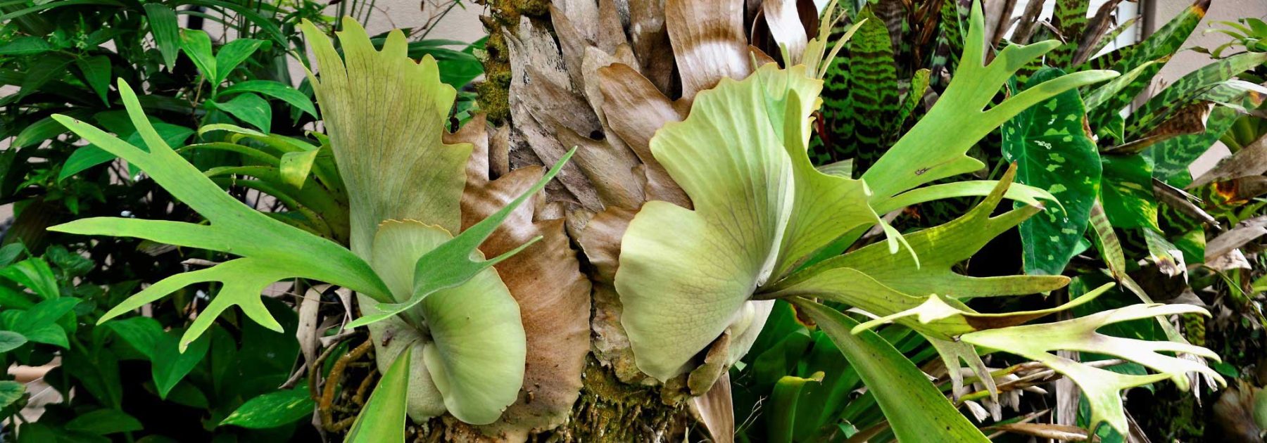 Platycerium, Geweihfarn: Pflege und Kultivierung