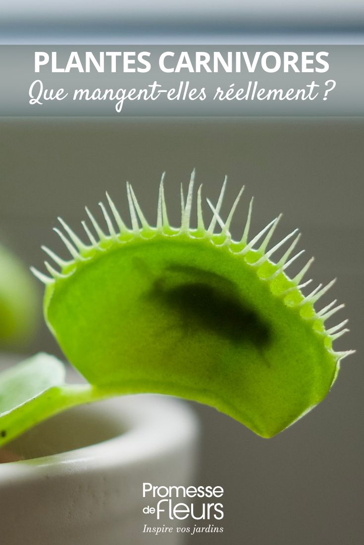 Was fressen fleischfressende Pflanzen wirklich? Dionaea muscipula