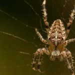 Spinnen im Garten: Warum man sie in Ruhe lassen sollte?
