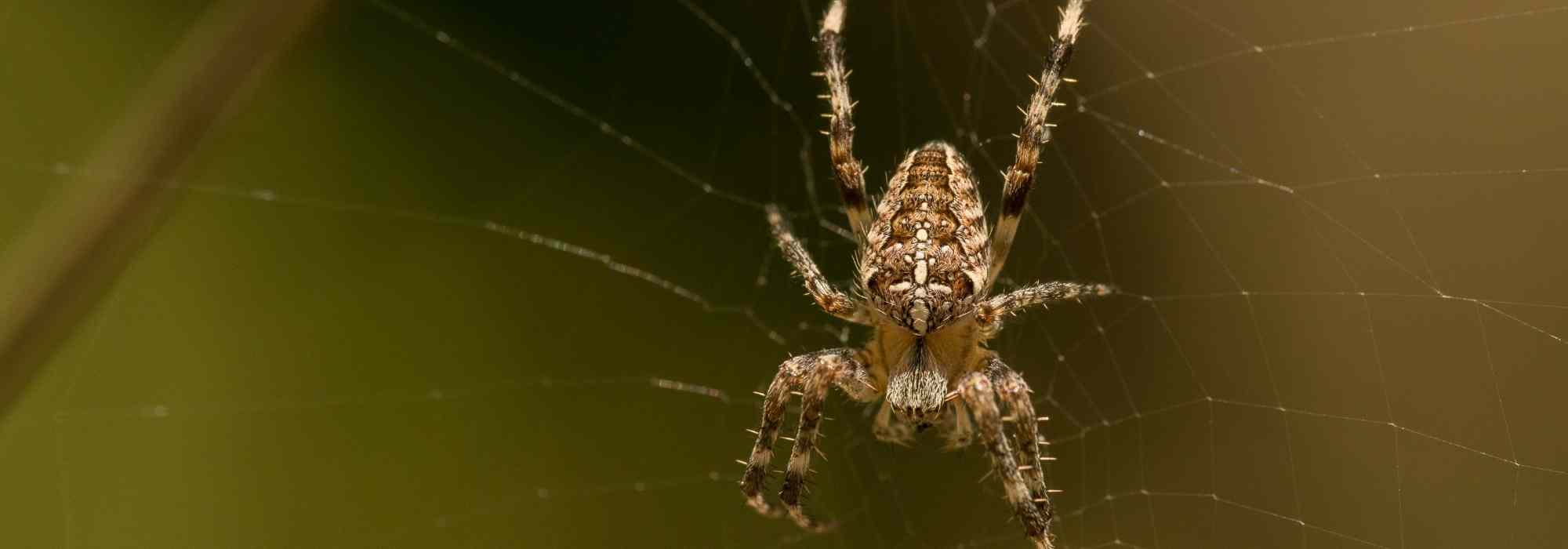 Spinnen im Garten: Warum man sie in Ruhe lassen sollte?