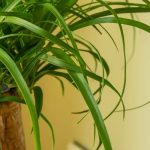 Beaucarnea oder Elefantennuss: Die Pflege dieser Zimmerpflanze im Jahresverlauf