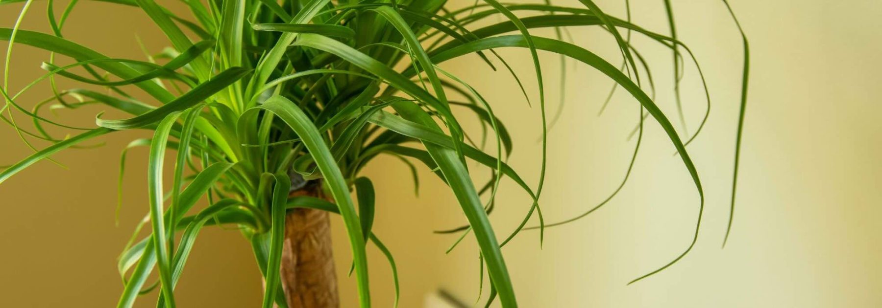 Beaucarnea oder Elefantennuss: Die Pflege dieser Zimmerpflanze im Jahresverlauf