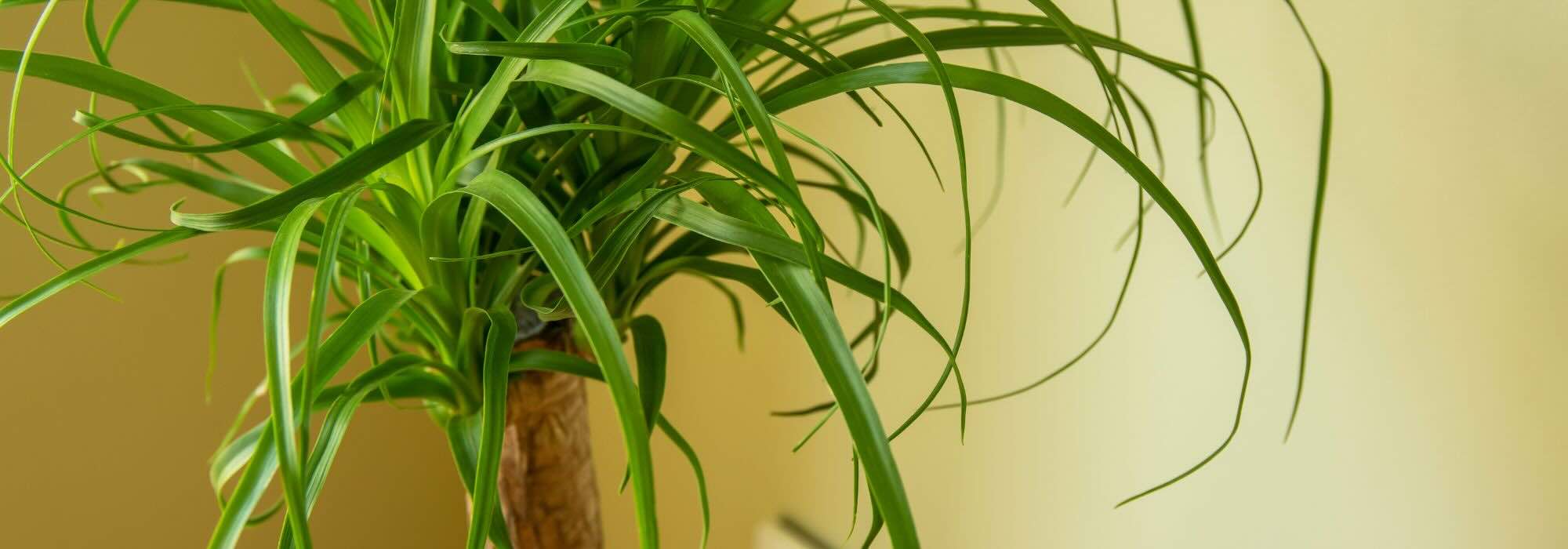 Beaucarnea oder Elefantennuss: Die Pflege dieser Zimmerpflanze im Jahresverlauf