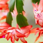 Weihnachtskaktus, Schlumbergera: Pflege und Kultivierung für eine prächtige Blüte im Winter