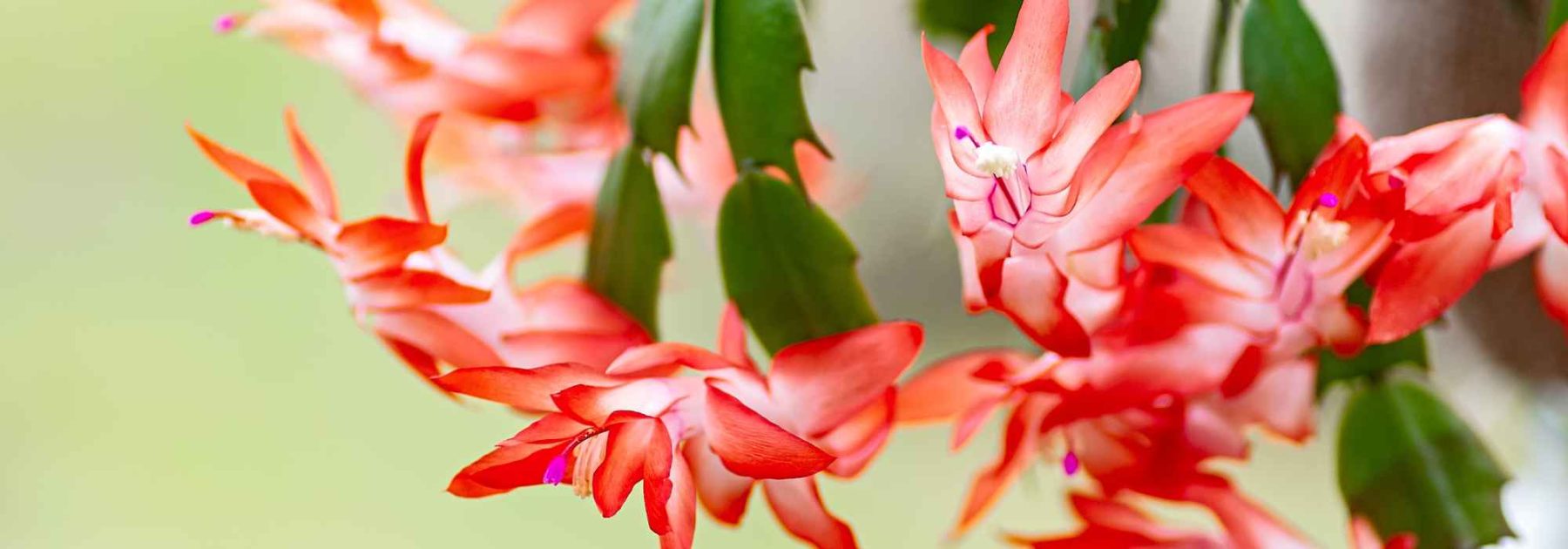 Weihnachtskaktus, Schlumbergera: Pflege und Kultivierung für eine prächtige Blüte im Winter
