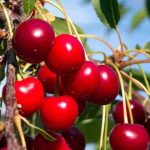 Welchen Kirschbaum pflanzen, um große süße Kirschen zu ernten?