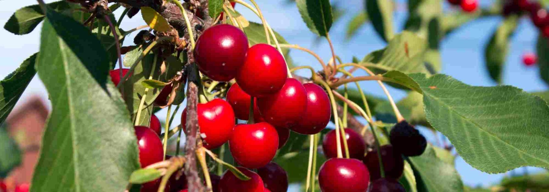 Welchen Kirschbaum pflanzen, um große süße Kirschen zu ernten?
