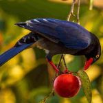 Vogelschutznetz für Kirschbäume: Wann und wie anbringen?