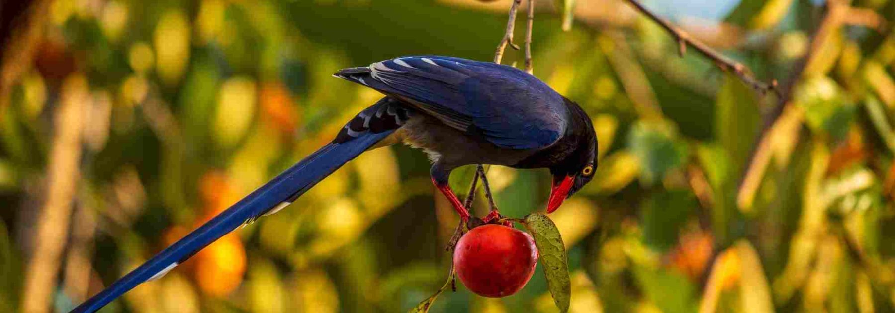 Vogelschutznetz für Kirschbäume: Wann und wie anbringen?