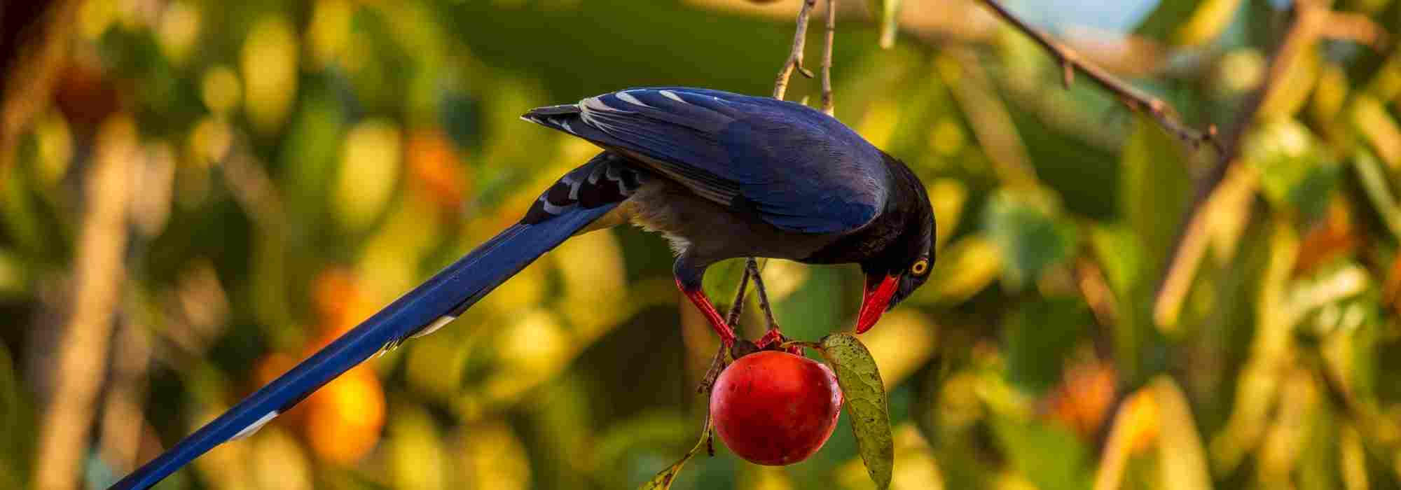 Vogelschutznetz für Kirschbäume: Wann und wie anbringen?